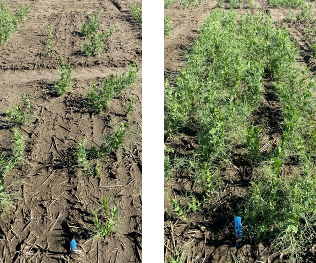 Field pea trial in Pasco, Wash., with seedcorn maggot pressure.