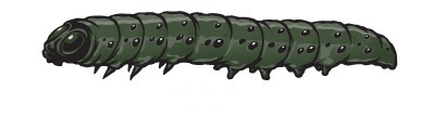 black cutworm