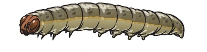 fall armyworm