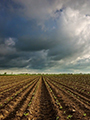 clean crop field